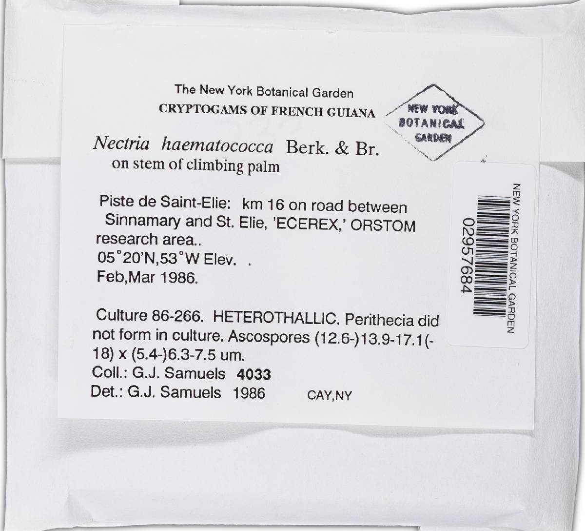 Haematonectria haematococca image