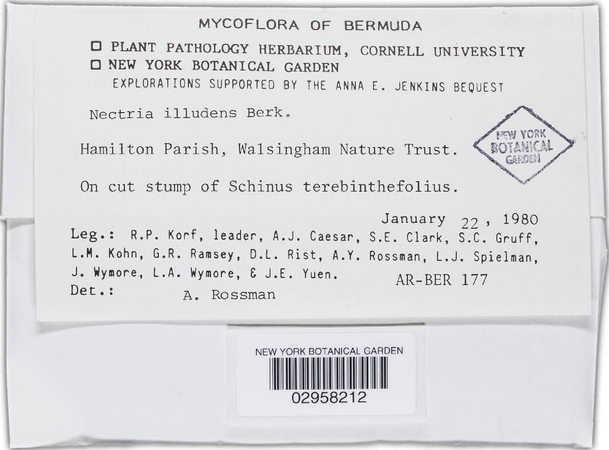 Haematonectria illudens image