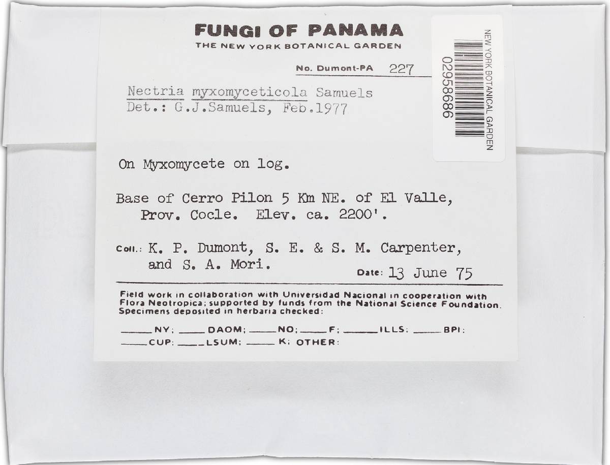 Nectria myxomyceticola image