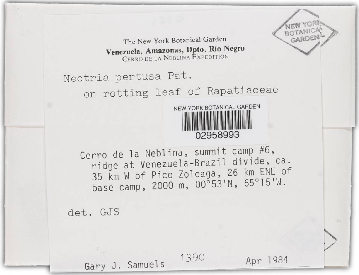Protocreopsis pertusa image
