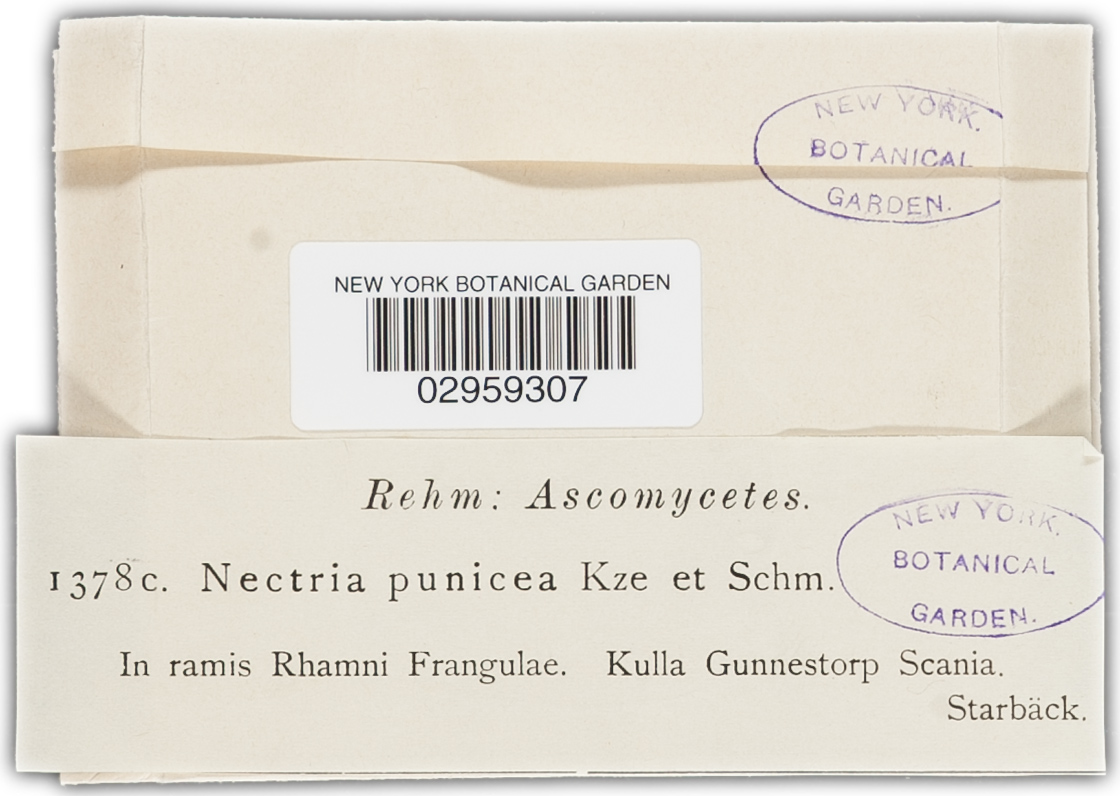 Neonectria image