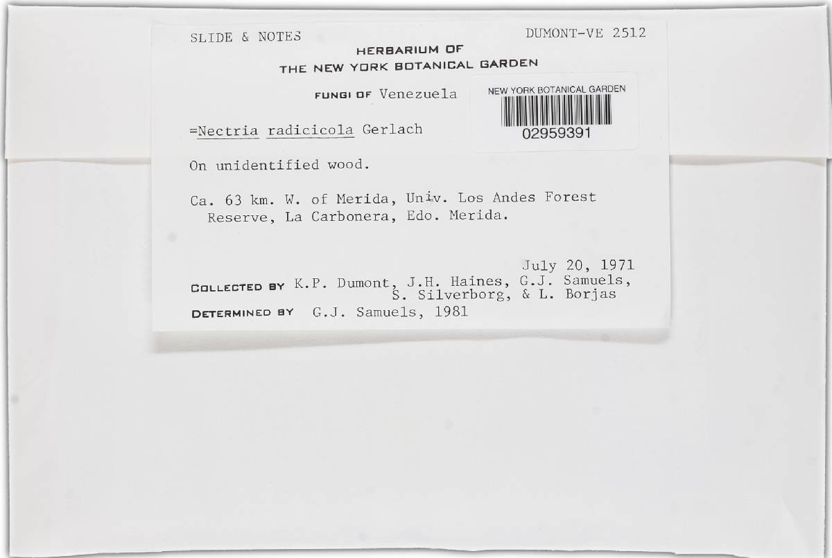 Ilyonectria radicicola image
