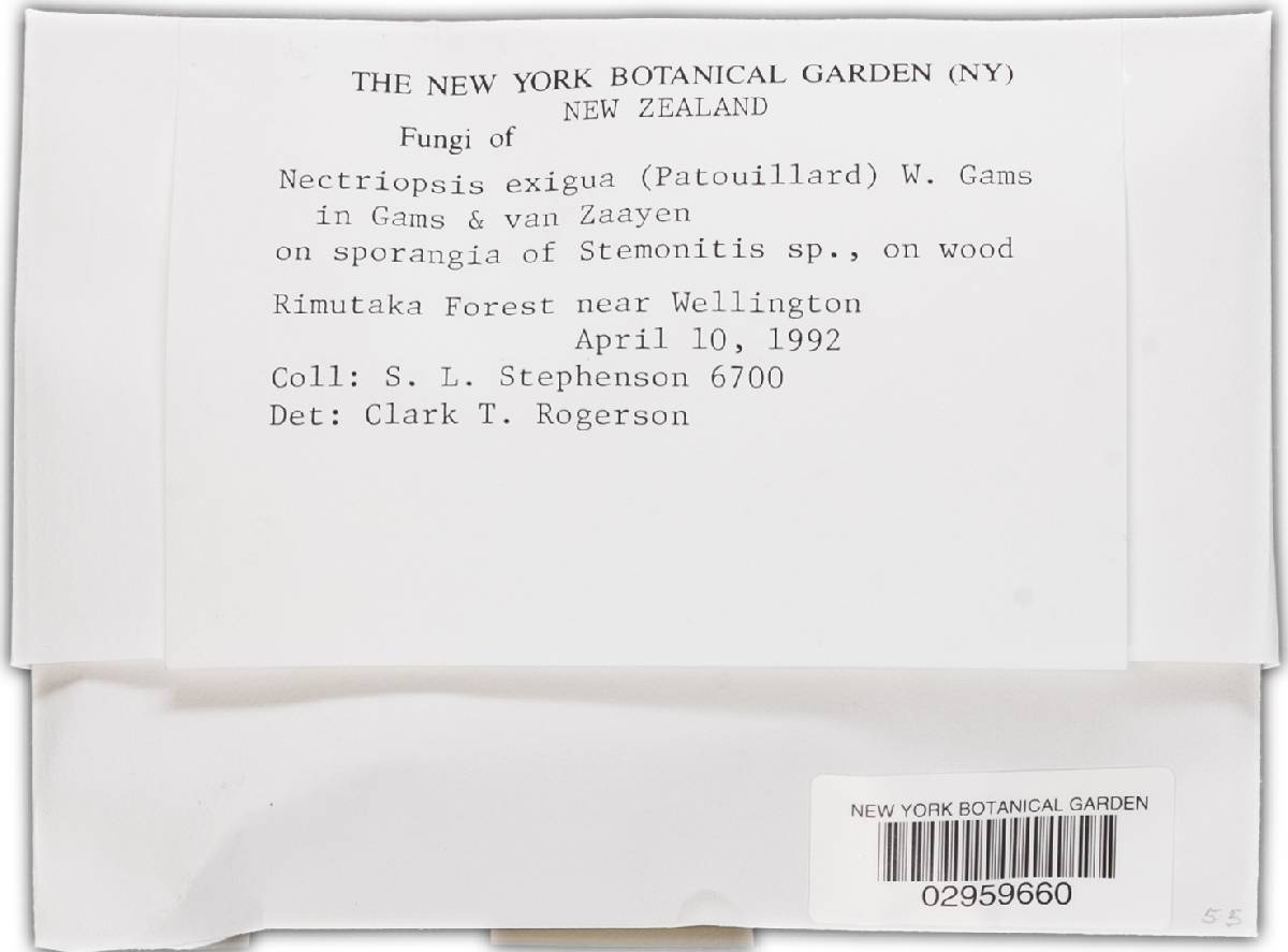 Nectriopsis exigua image