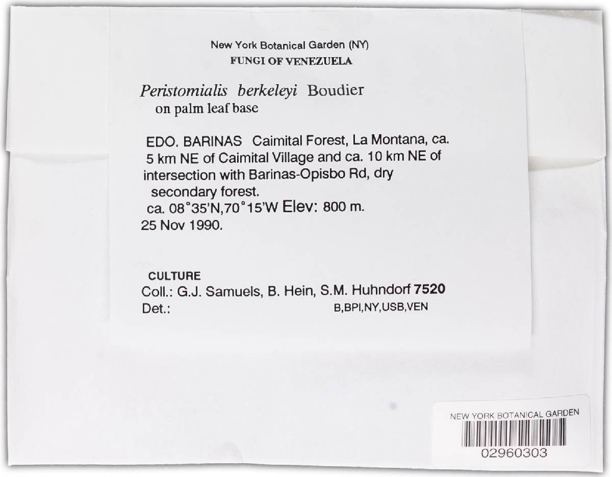 Peristomialis berkeleyi image