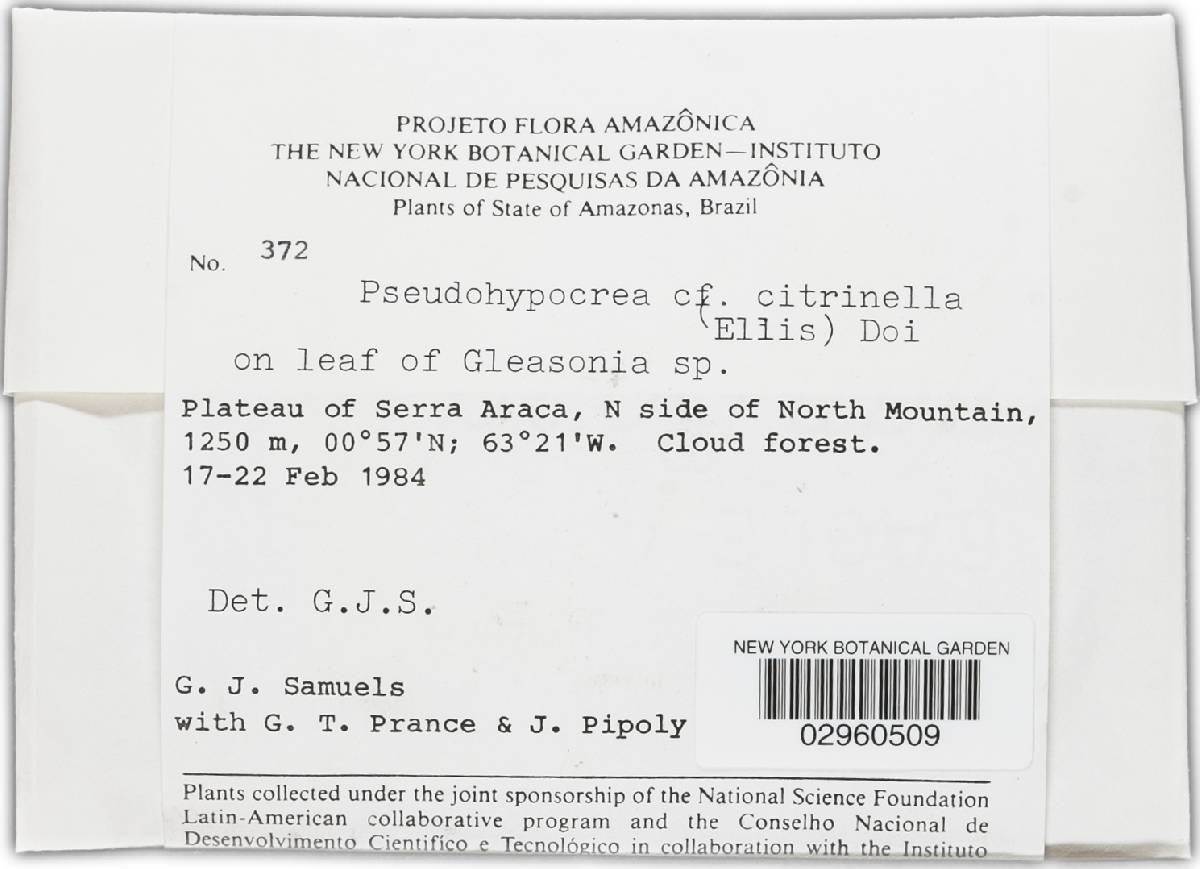 Pseudohypocrea citrinella image