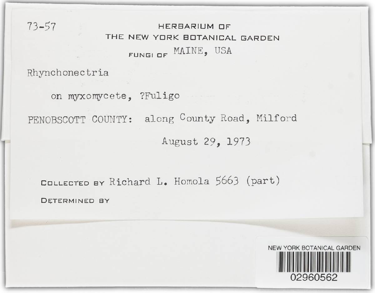Pyxidiophora image