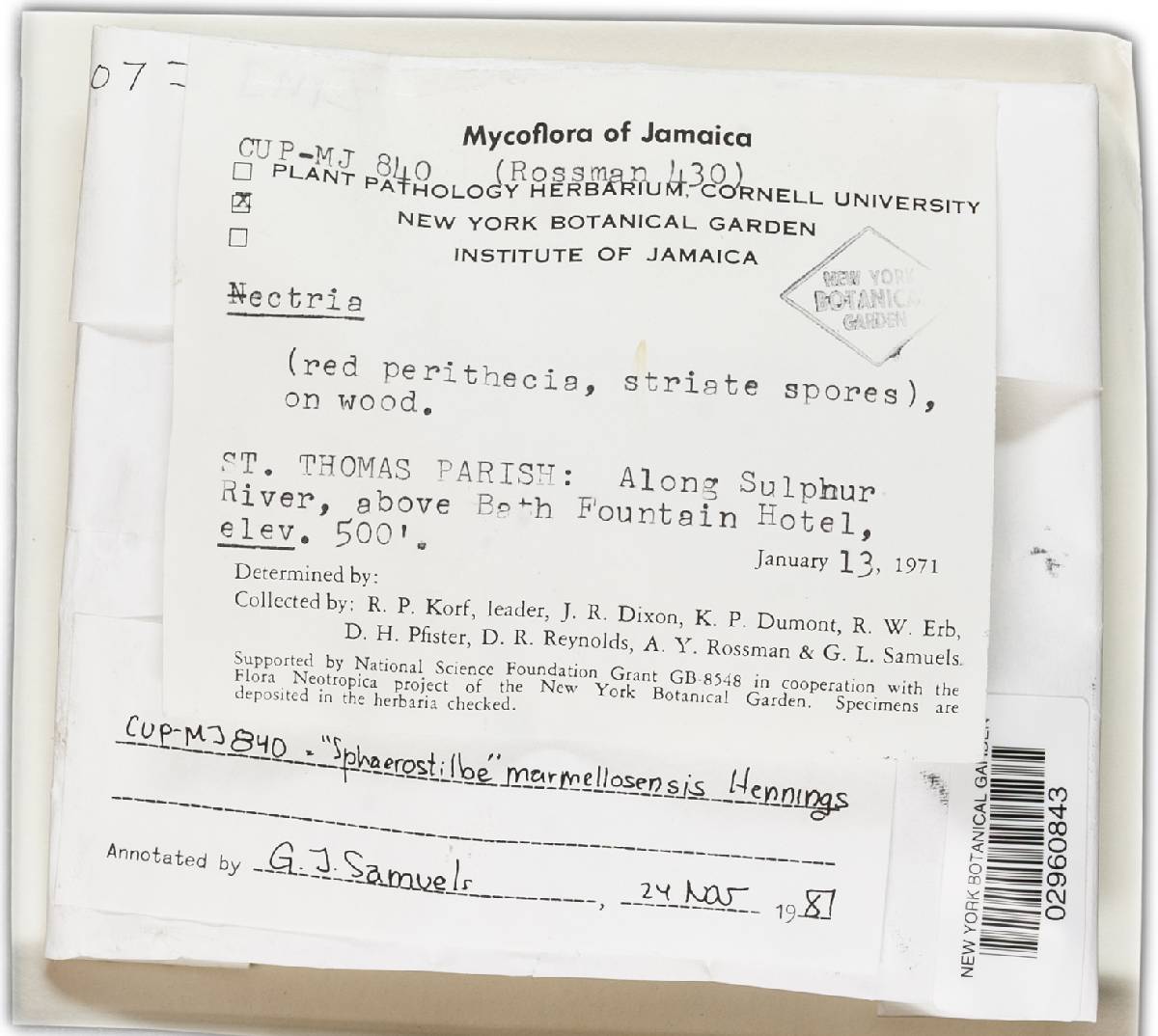 Sphaerostilbe marmellosensis image