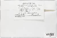 Nectria gracilipes image