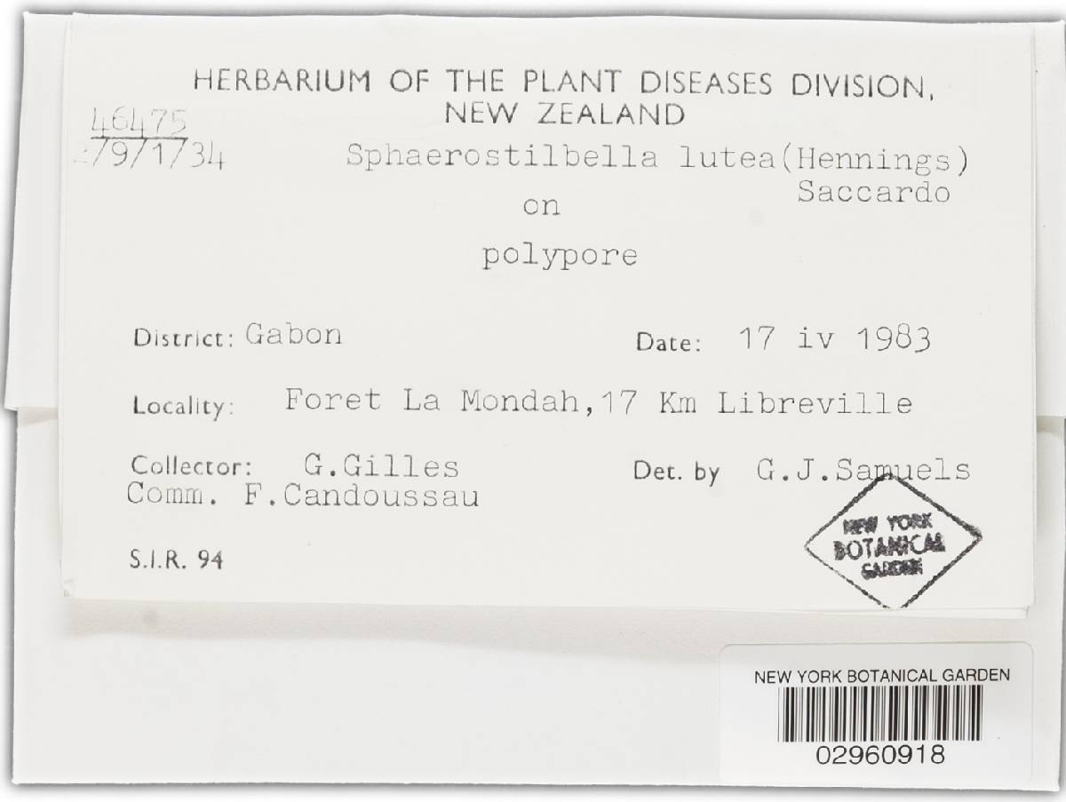 Sphaerostilbella lutea image