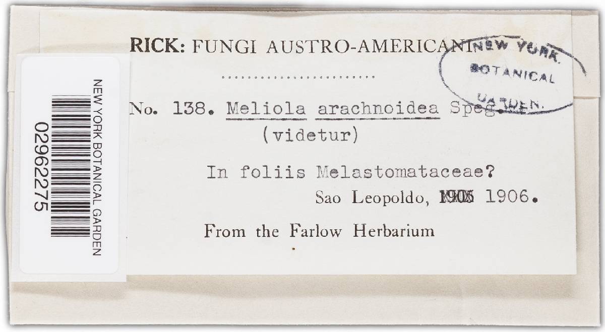 Asteridiella arachnoidea image