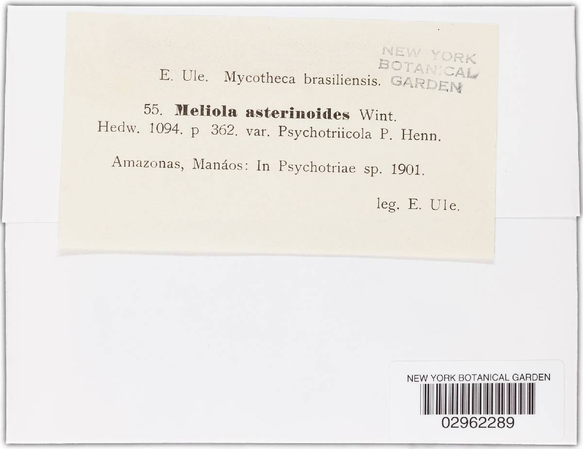 Meliola asterinoides image
