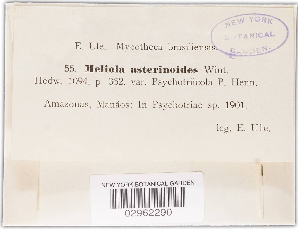 Meliola asterinoides image