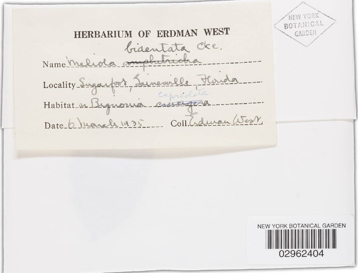 Meliola bidentata image