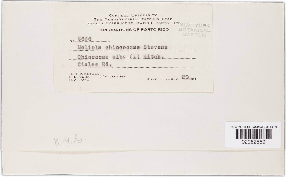 Meliola chiococcae image