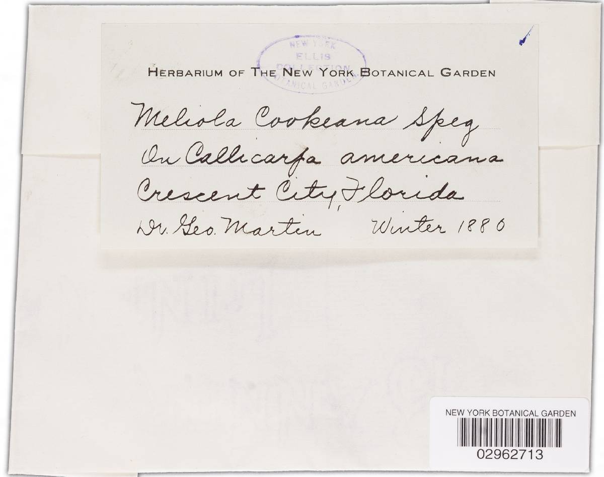 Meliola cookeana image