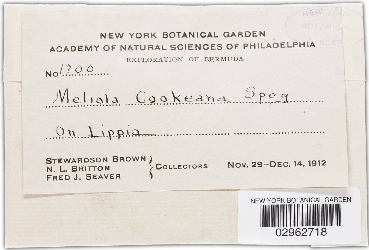 Meliola cookeana image