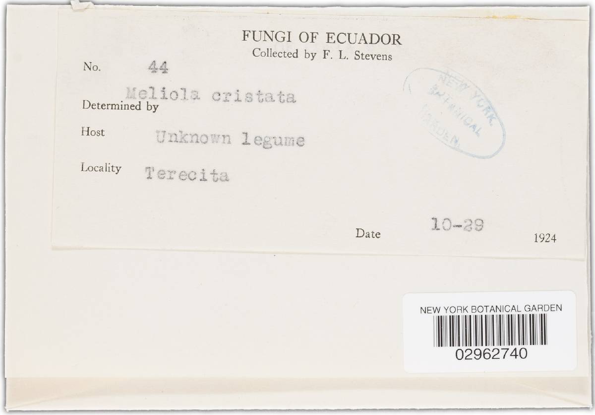 Meliola cristata image