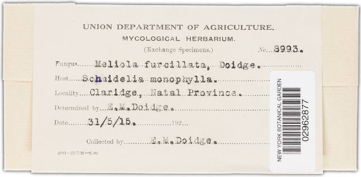 Meliola furcillata image