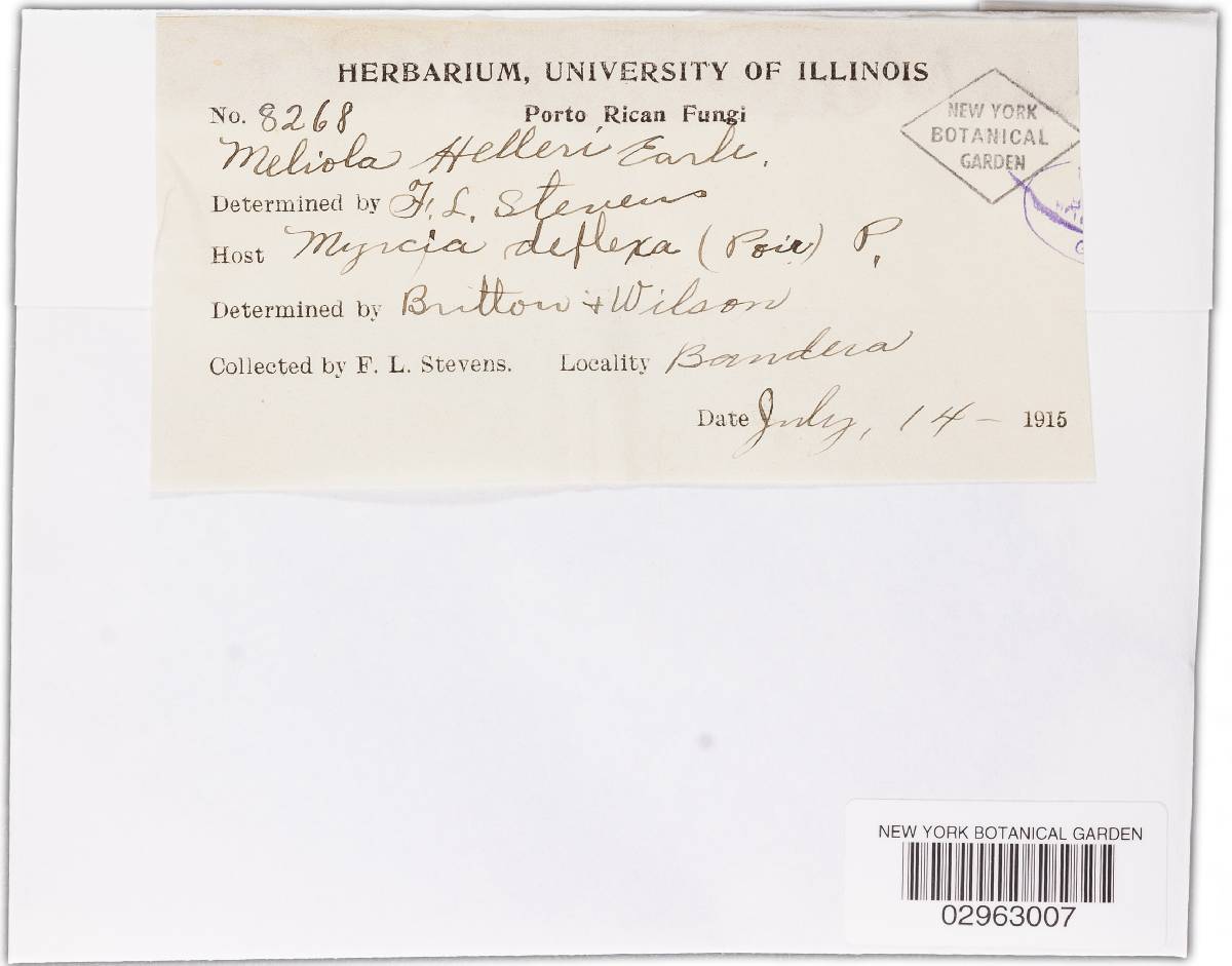Meliola helleri image