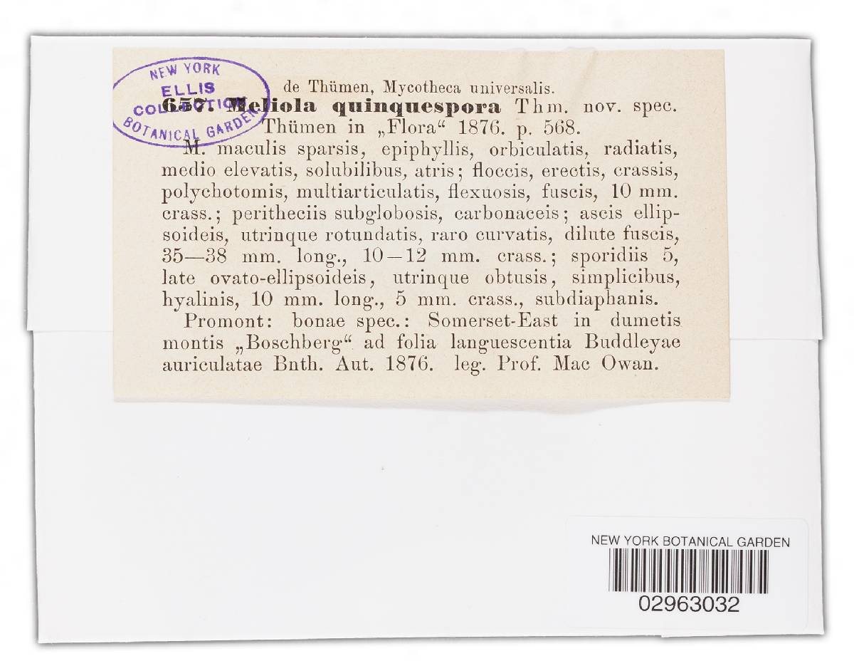 Meliola inermis image