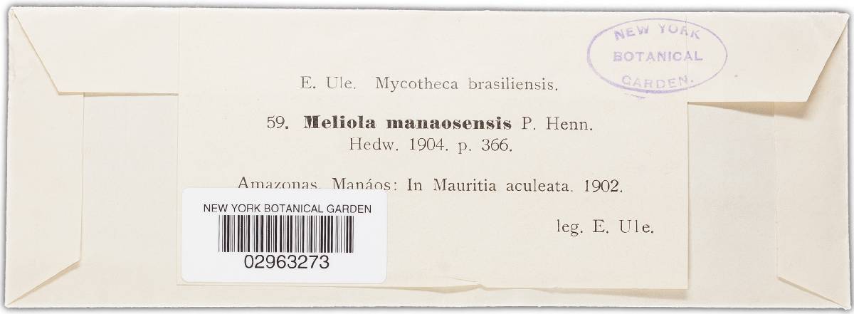 Meliola manaosensis image