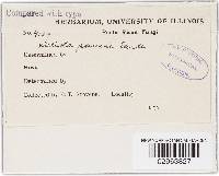 Meliola panici image