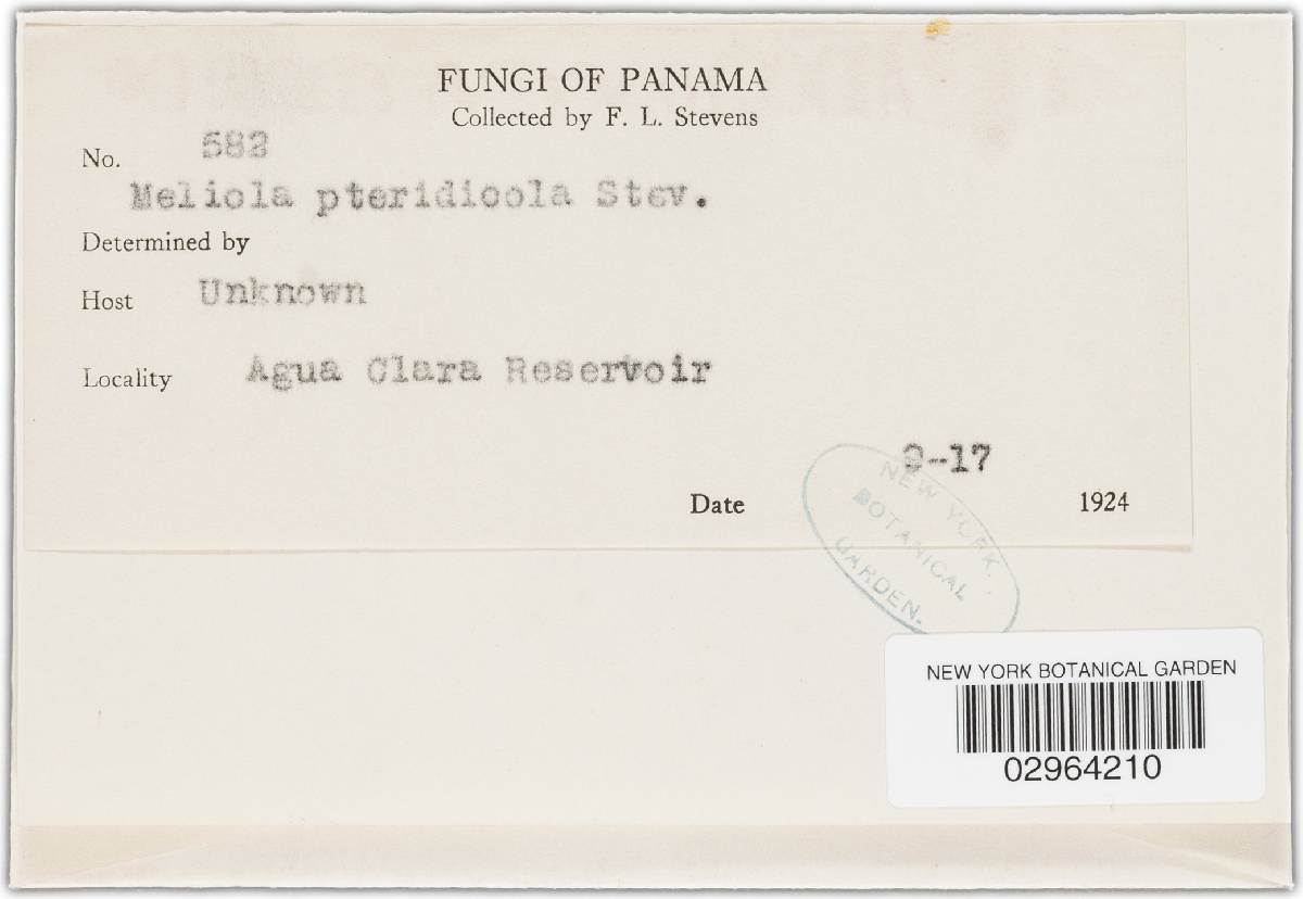 Meliola pteridicola image