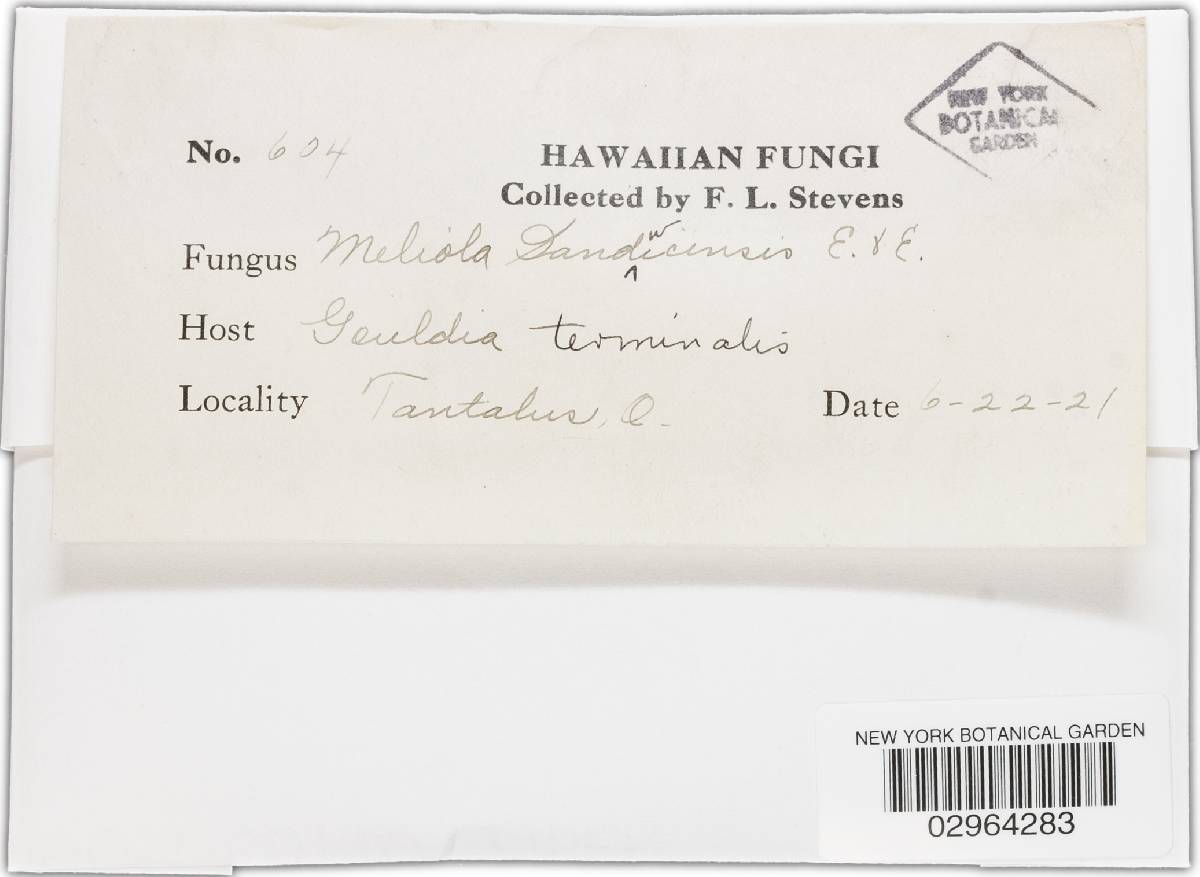 Meliola sandwicensis image
