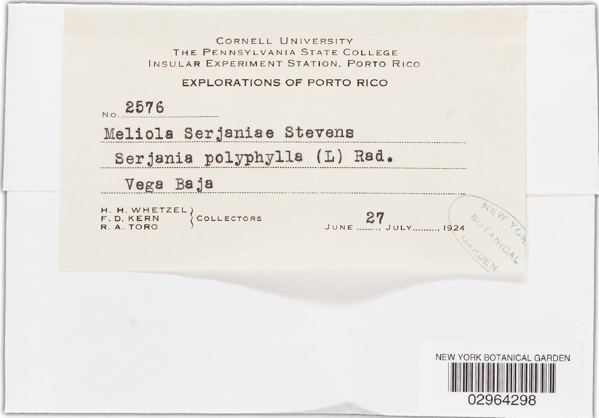 Meliola serjaniae image
