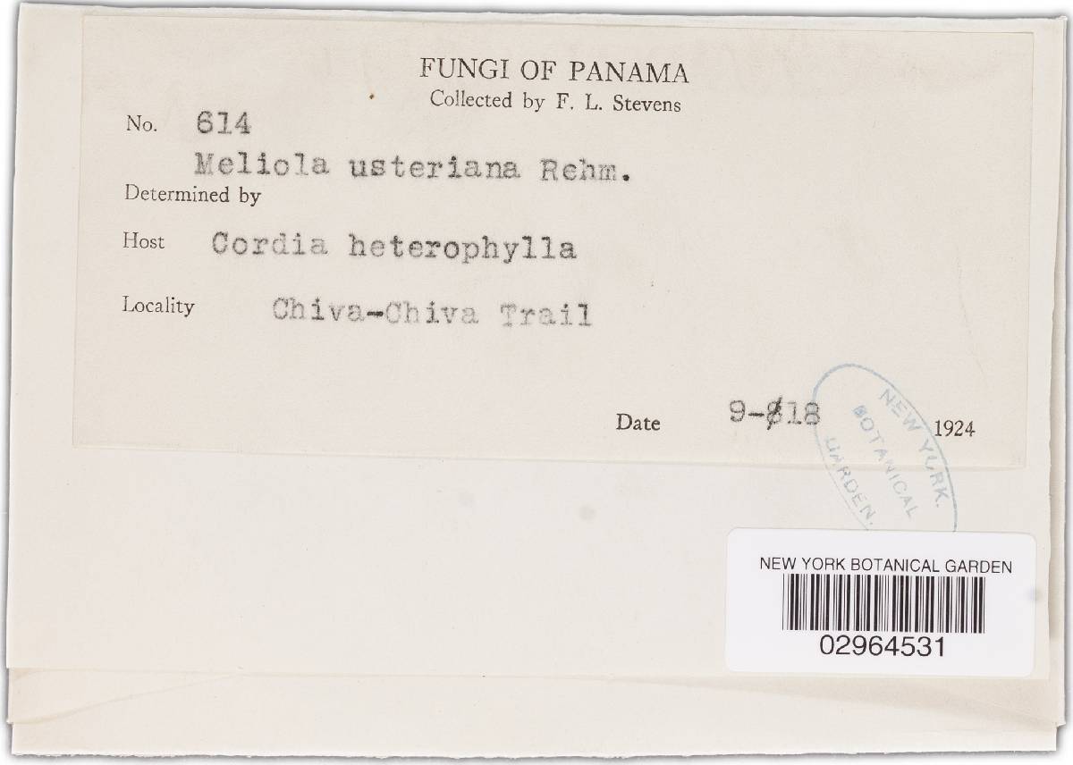 Meliola usteriana image