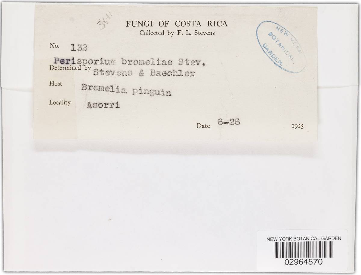 Perisporium bromeliae image