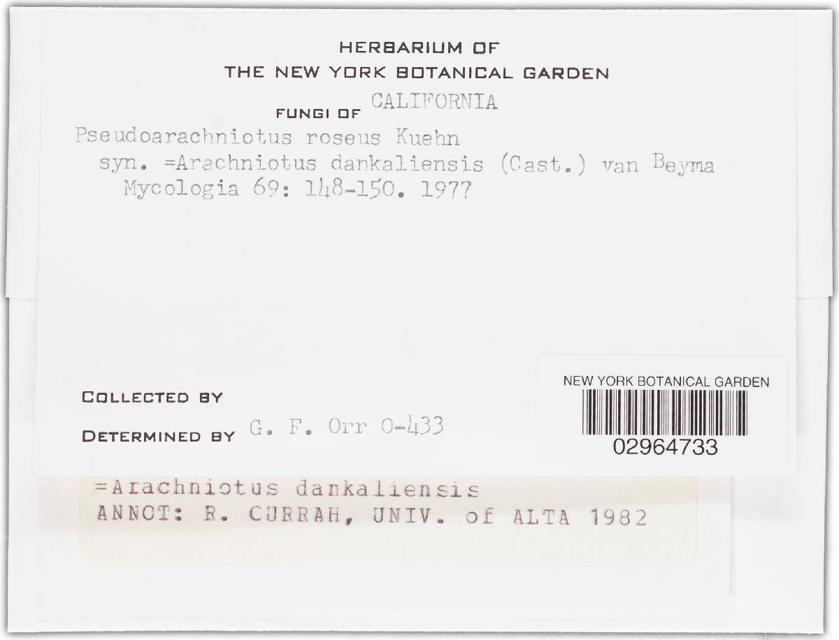 Gymnascella dankaliensis image