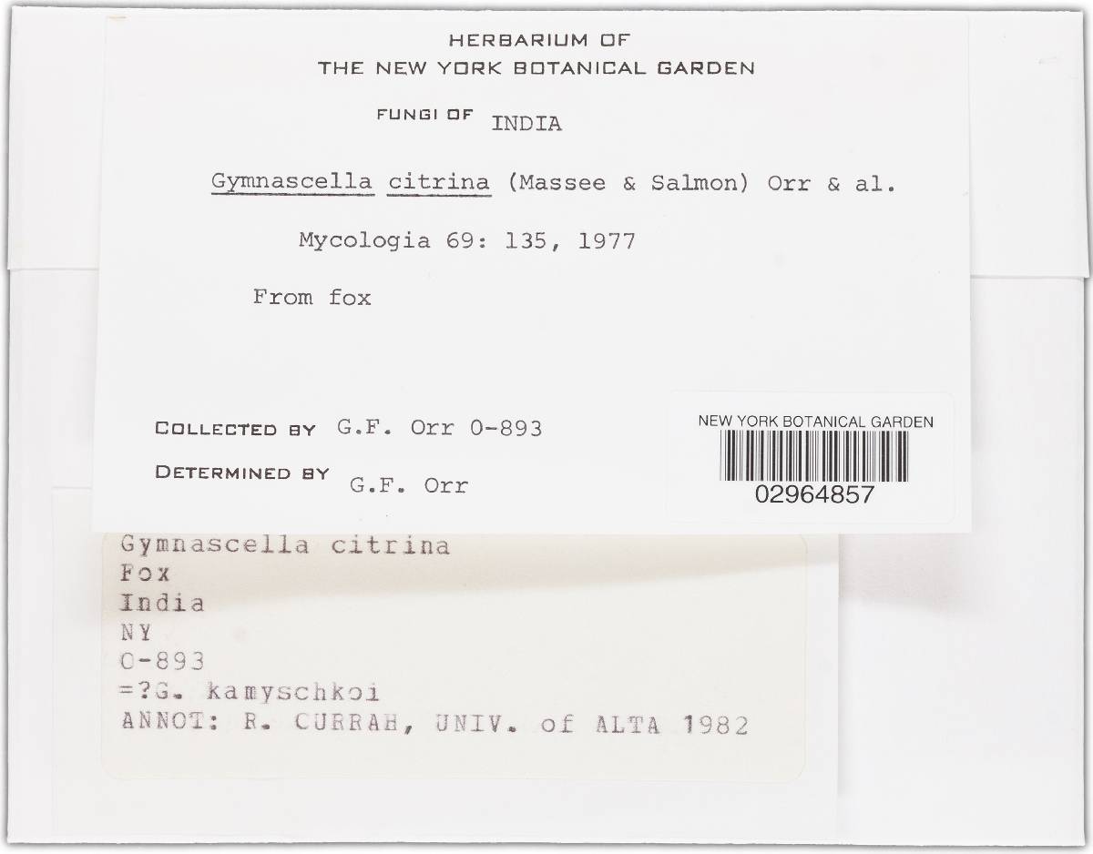 Gymnascella kamyschkoi image