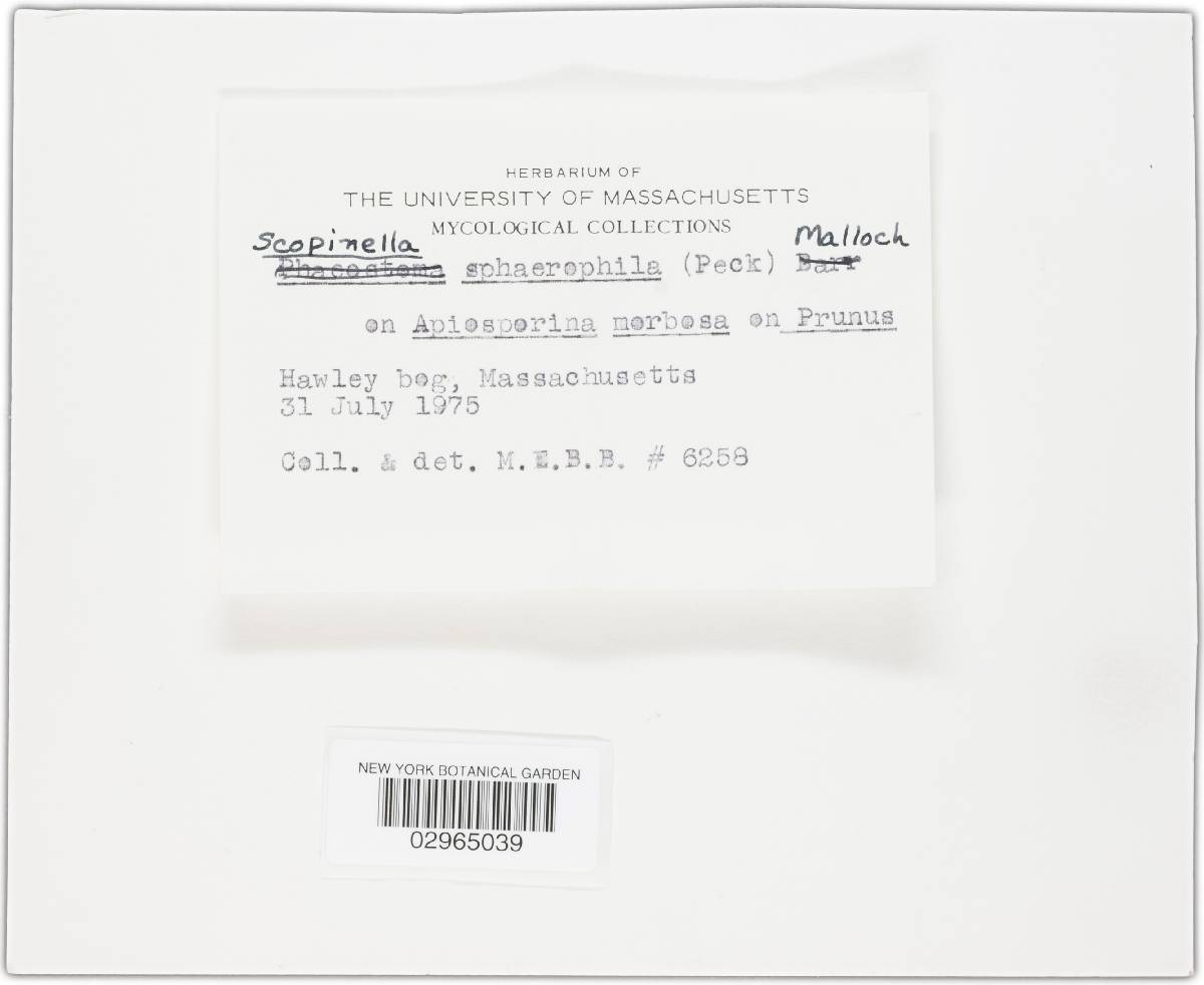 Scopinella sphaerophila image