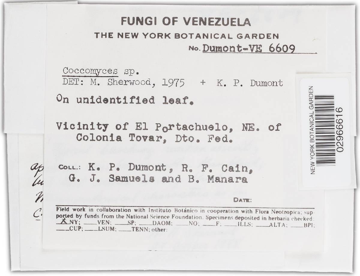Coccomyces leptosporus image