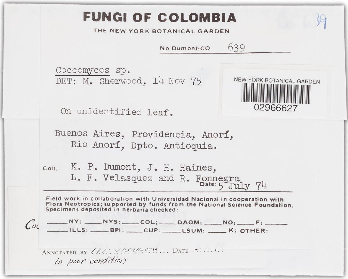 Coccomyces limitatus image