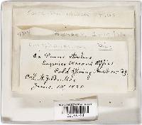 Coccophacidium pini image