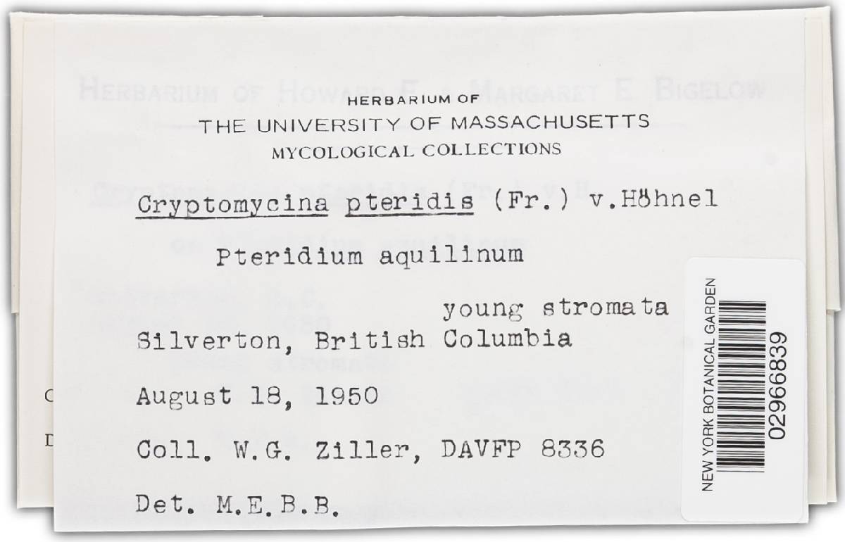 Cryptomycina pteridis image