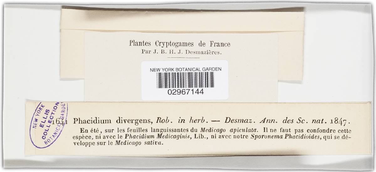 Phacidium divergens image