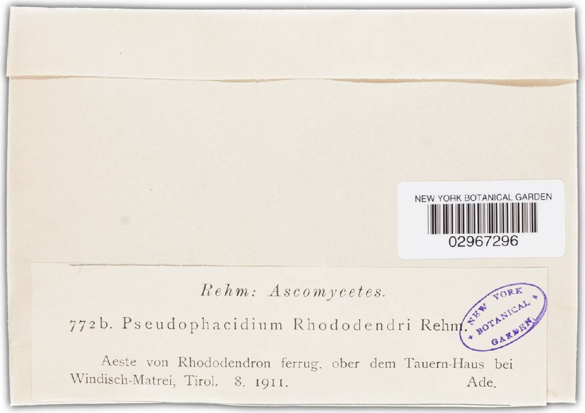 Pseudophacidium rhododendri image