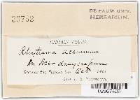 Rhytisma acerinum image