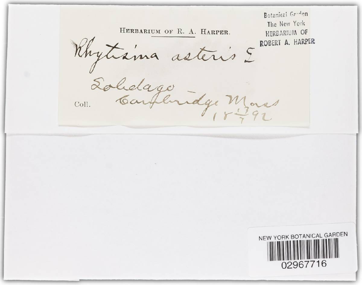 Rhytisma asteris image