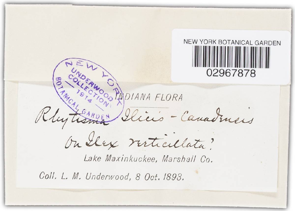 Rhytisma ilicis-canadensis image