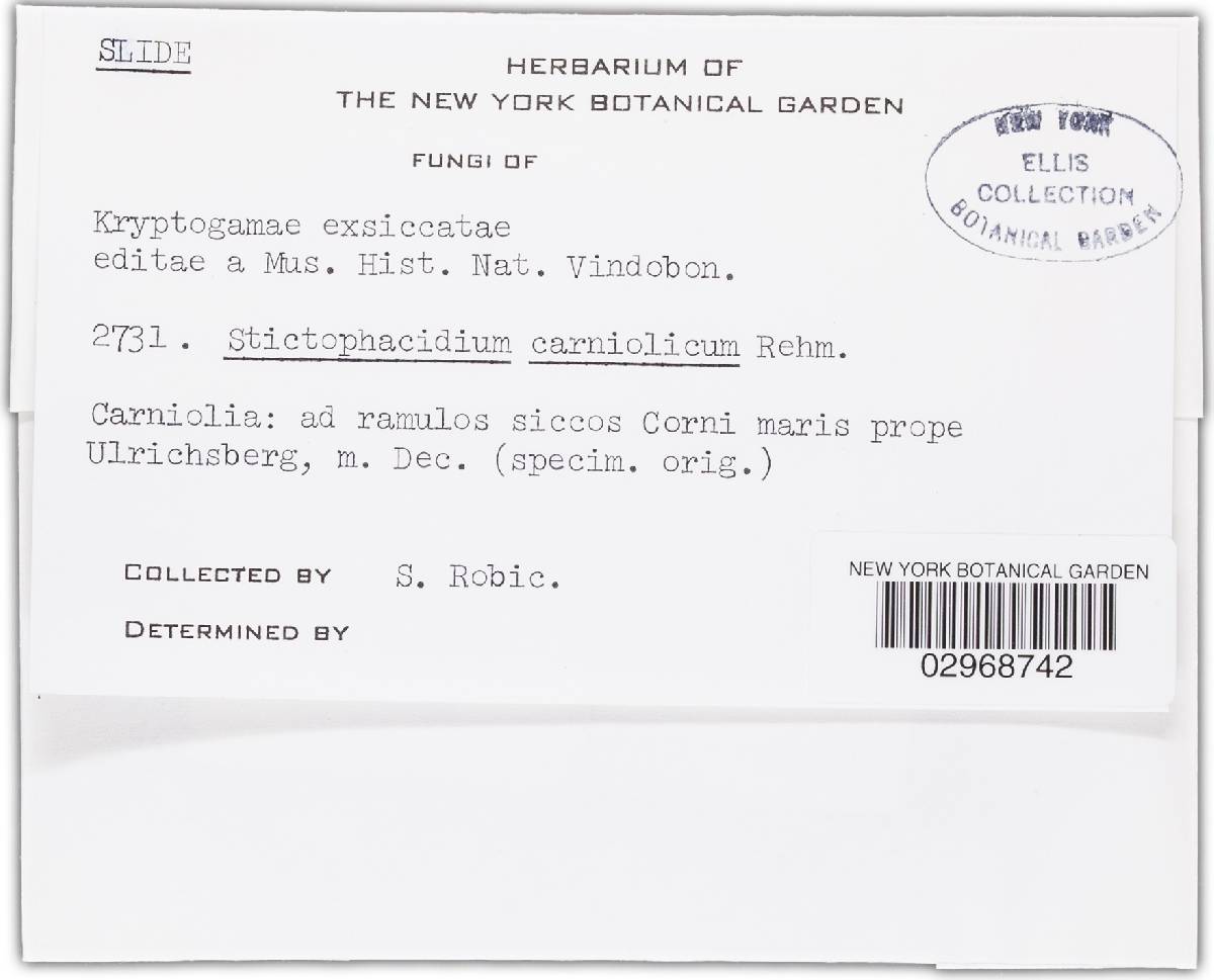 Stictophacidium carneolicum image