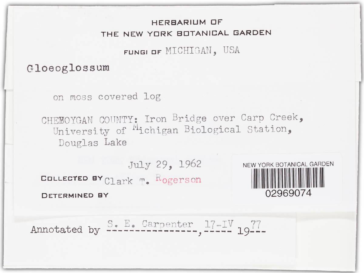 Geoglossum affine image