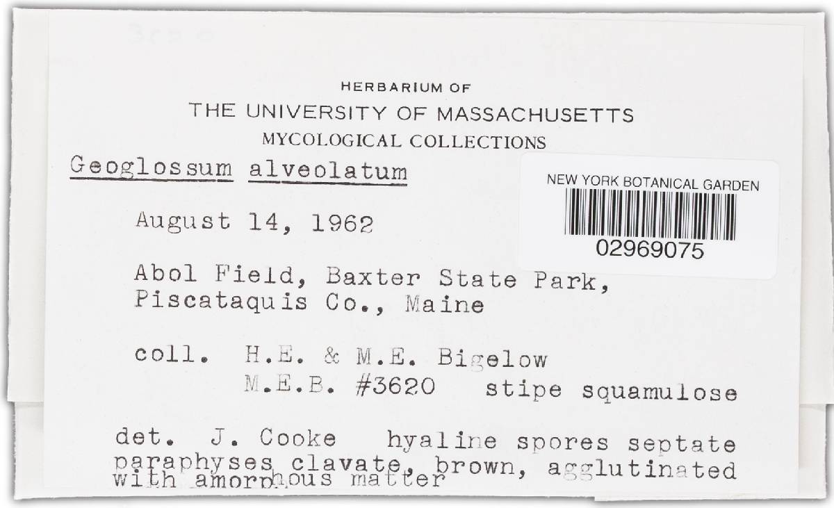 Geoglossum alveolatum image