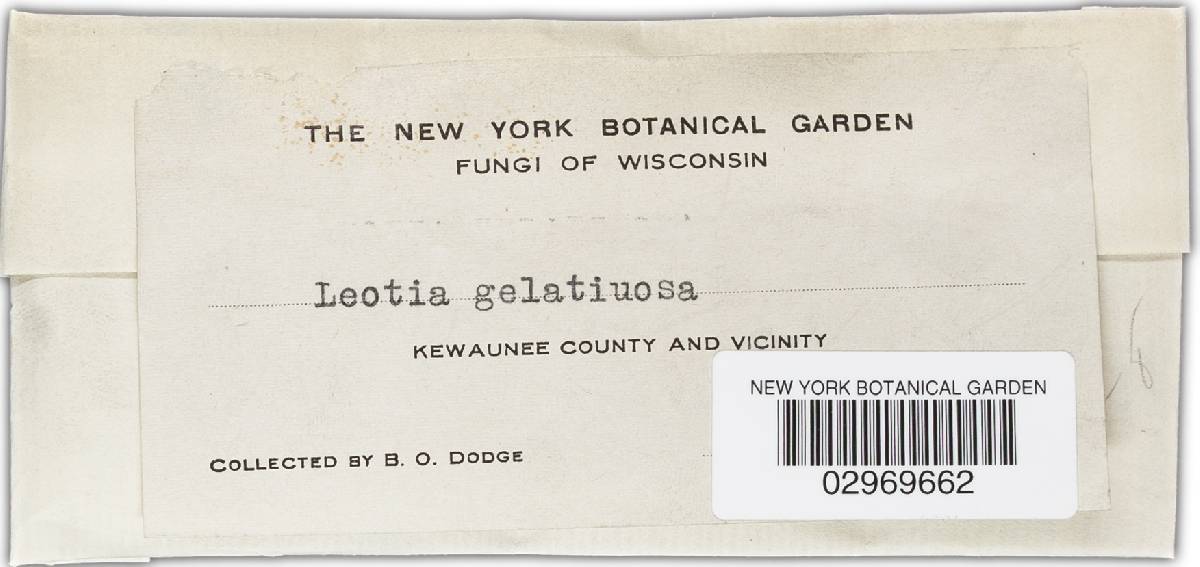 Leotia gelatinosa image