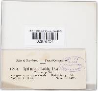 Spathularia flavida image
