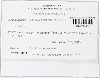 Spathularia flavida image