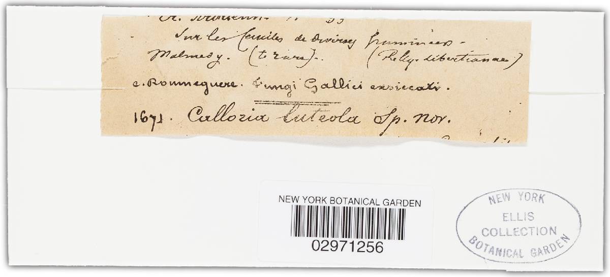 Calloria luteola image